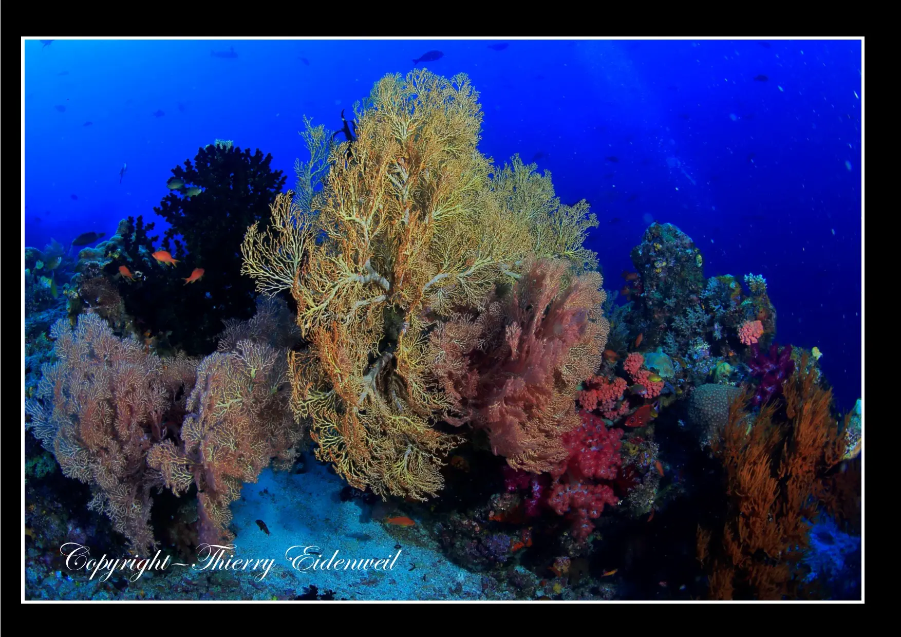Anilao Macro Dive Media Highlight
